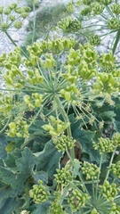 Heracleum sphondylium orsinii