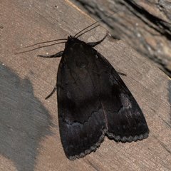 Amphipyrinae