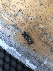 Syngrapha rectangula