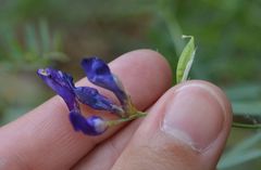 Vicia onobrychioides
