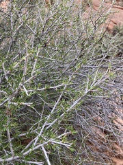 Coleogyne ramosissima
