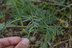 Vicia onobrychioides