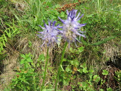 Phyteuma betonicifolium