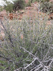 Coleogyne ramosissima