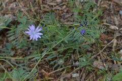 Vicia onobrychioides
