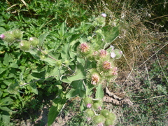 Arctium × nothum