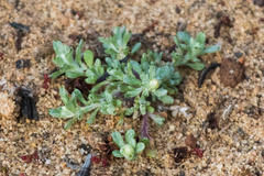 Stylocline gnaphaloides