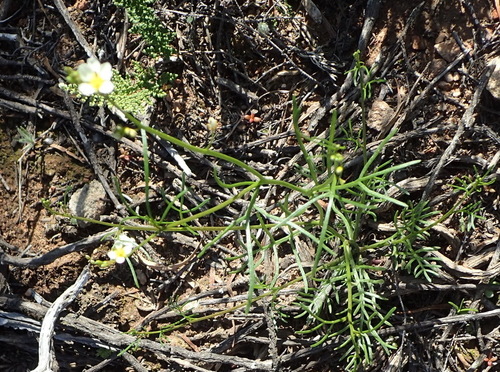 Image of Heliophila pendula by (c) Nicola van Berkel, some rights reserved (CC BY-SA)