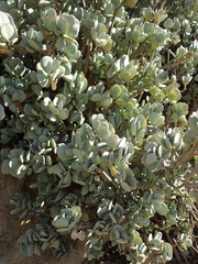 Crassula arborescens arborescens