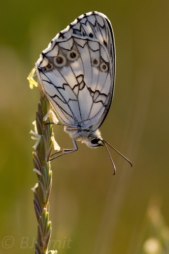 Iberian marbled white