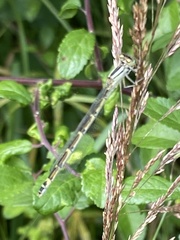 Enallagma cyathigerum