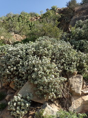 Crassula arborescens arborescens