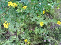 Tanacetum vulgare