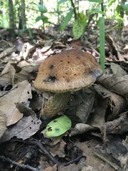 Leccinellum rugosiceps