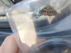 Ascotis fortunata