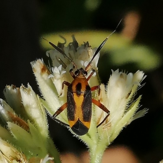 Notholopus caboclus