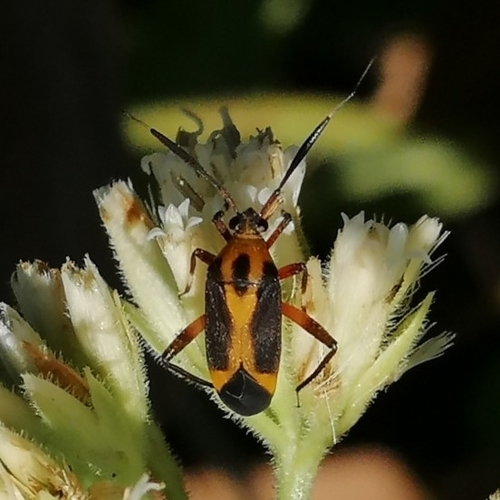 Notholopus caboclus