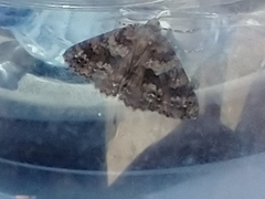 Ascotis fortunata