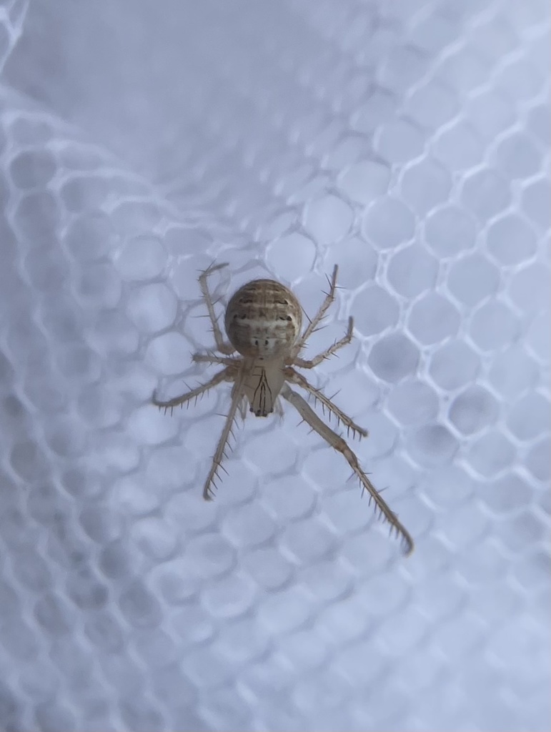 Pirate Spider