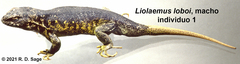 Liolaemus loboi