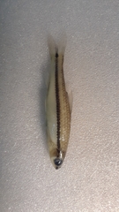 Notropis atrocaudalis