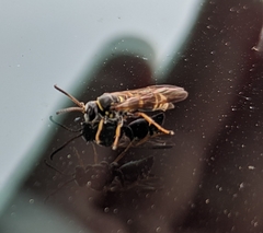 Argogorytes nigrifrons