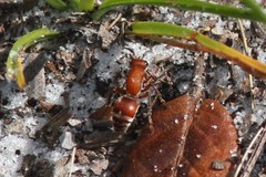 Timulla ornatipennis