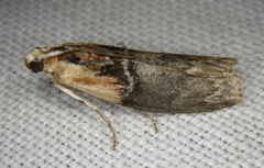 Sciota basilaris