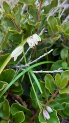 Tristagma bivalve