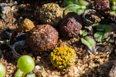 Caloplaca subpyraceella