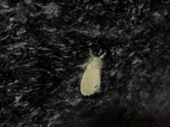 Artaxa guttata