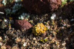 Caloplaca subpyraceella