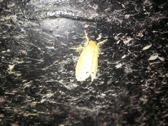 Artaxa guttata