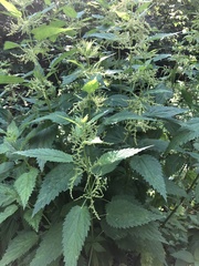 Urtica sondenii
