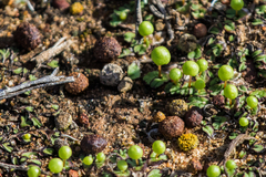 Caloplaca subpyraceella