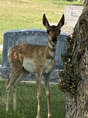 Antilocapra americana