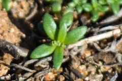 Polycarpon depressum