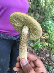 Leccinellum rugosiceps