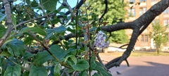 Syringa