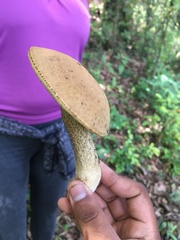 Leccinellum rugosiceps
