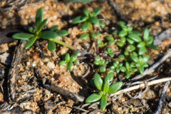 Polycarpon depressum