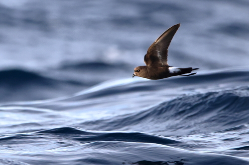 Wilson's Storm Petrel · Buntfußsturmschwalbe · Océanite de Wilson (HX ...