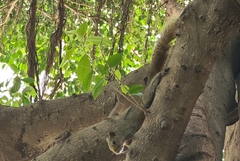 Callosciurus erythraeus