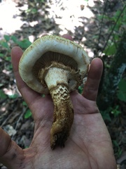 Matsutake