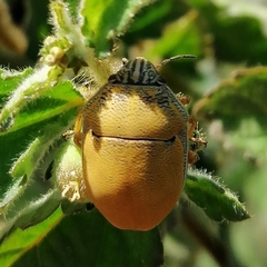 Orsilochides leucoptera