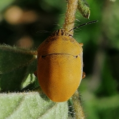 Orsilochides leucoptera