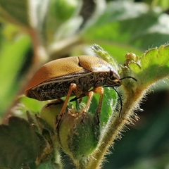 Orsilochides leucoptera