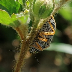 Orsilochides leucoptera