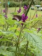 Telegonus alardus latia