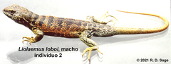 Liolaemus loboi